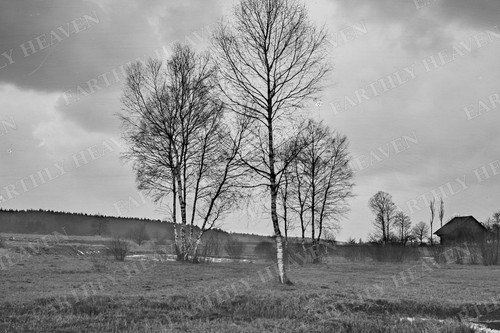 Bach mit birken 1911 - bach,
