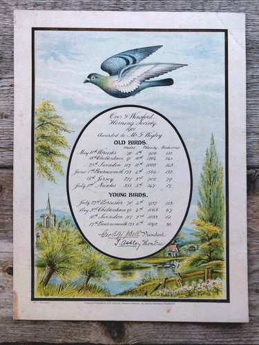 Antik 1901 taubenrennen - 1901,
