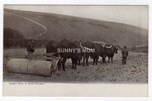 Landwirtschaft sussex ochsen - landwirtschaft,,